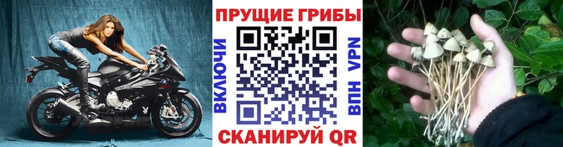 omg рабочий сайт Киренск Псилоцибиновые грибы MAGIC MUSHROOMS